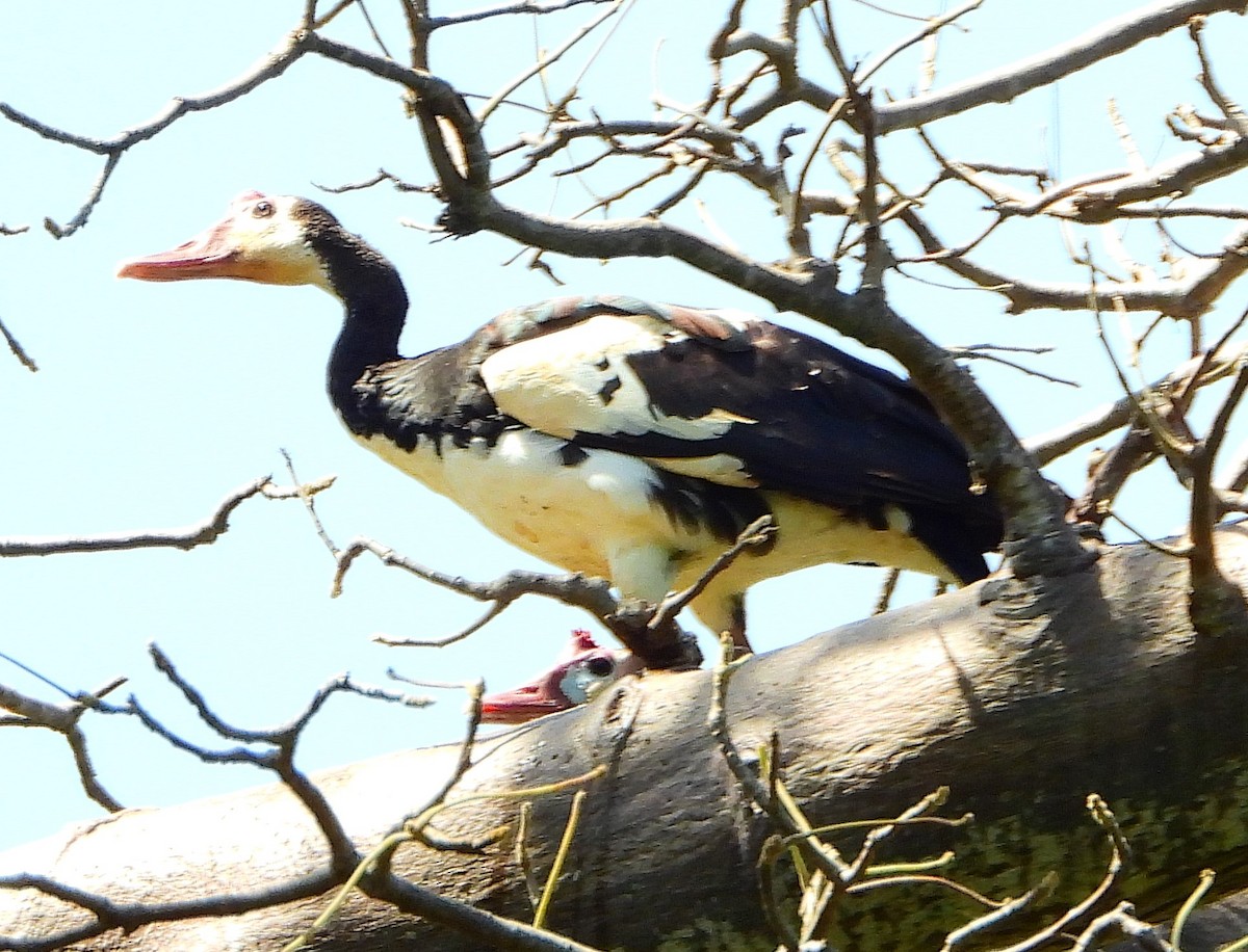 Spur-winged Goose - Mike  Nestler