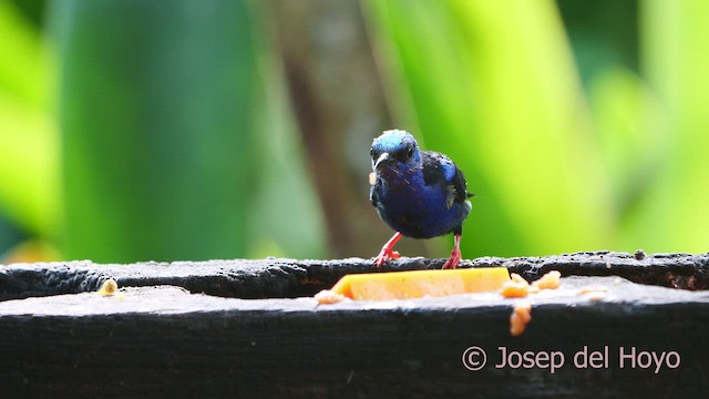 Red-legged Honeycreeper - ML613211339