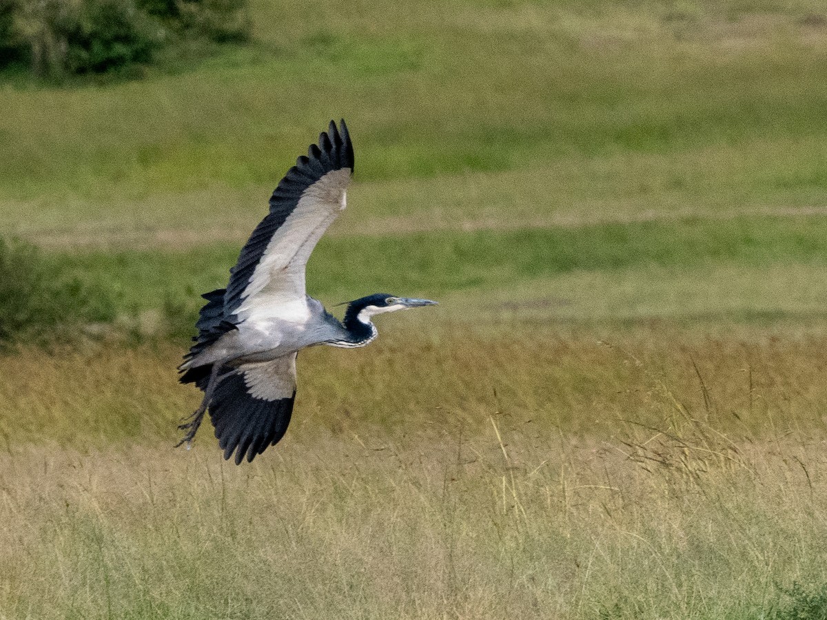 Black-headed Heron - Gavin Ailes