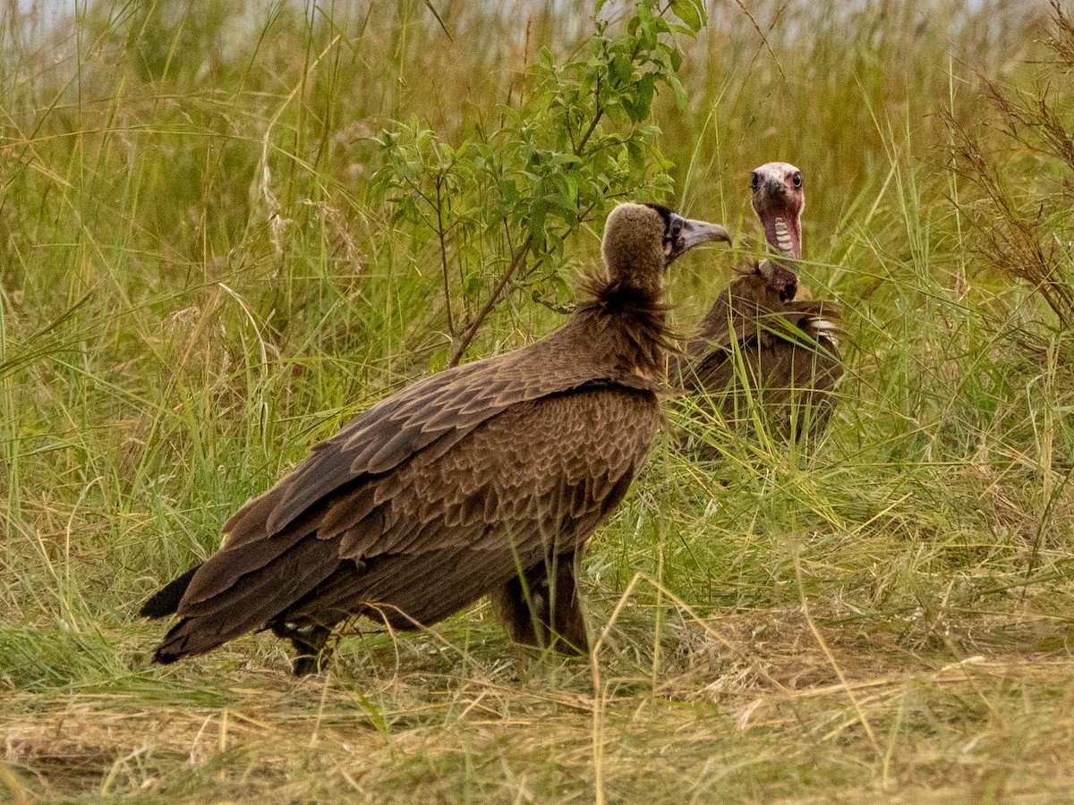 Hooded Vulture - ML613211359