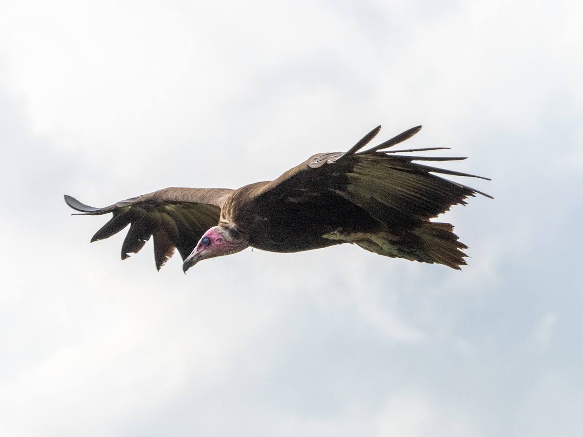 Hooded Vulture - ML613211360