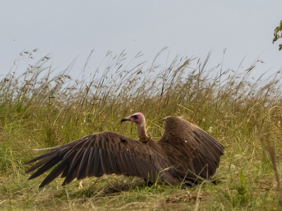 Hooded Vulture - ML613211365