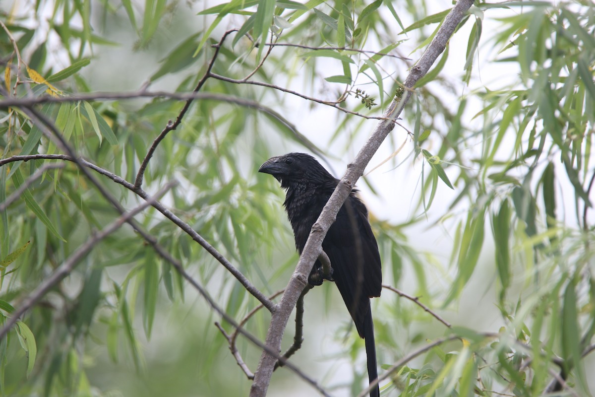 Groove-billed Ani - Nathan Alblas