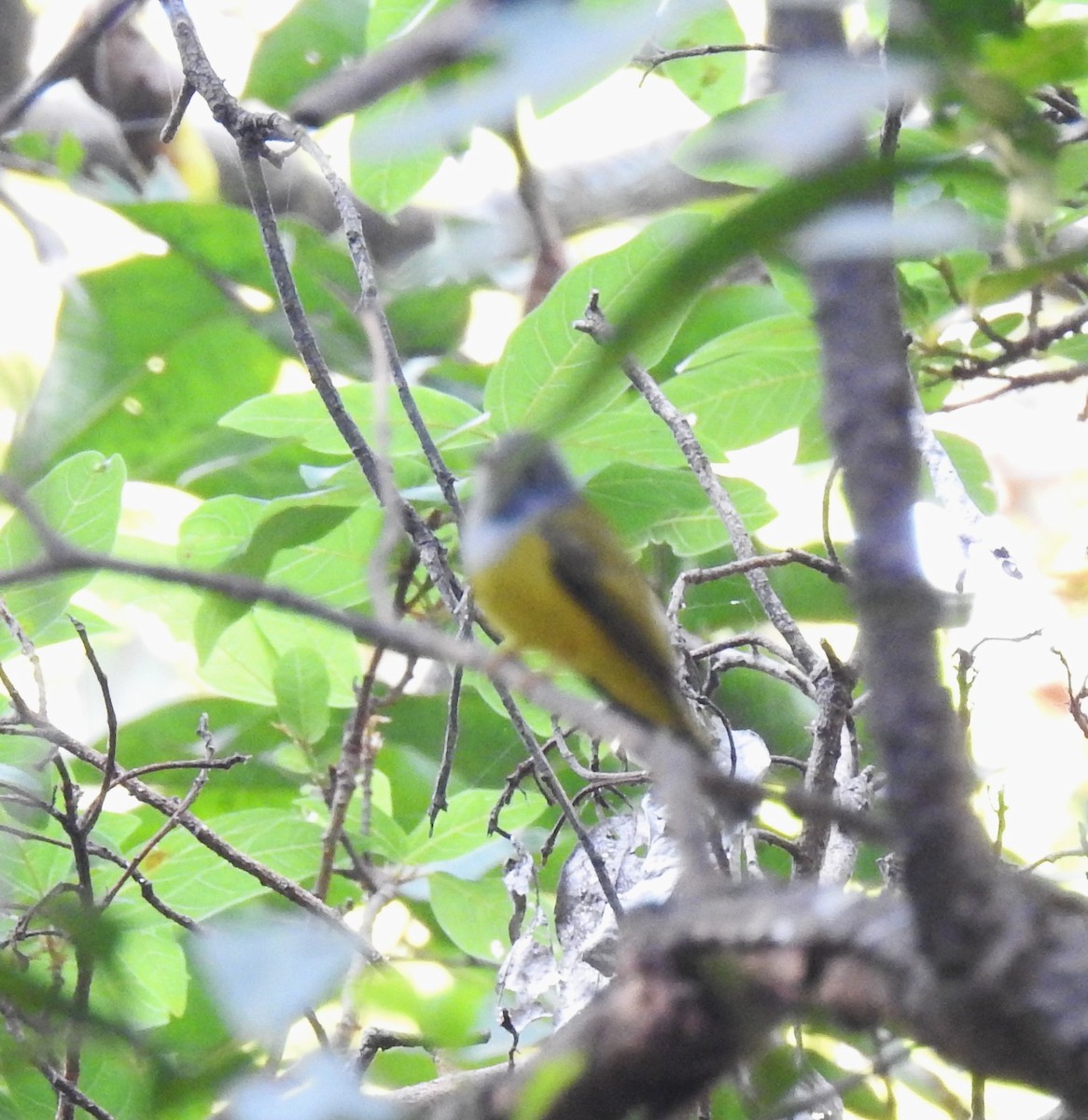Gray-headed Canary-Flycatcher - ML613211521