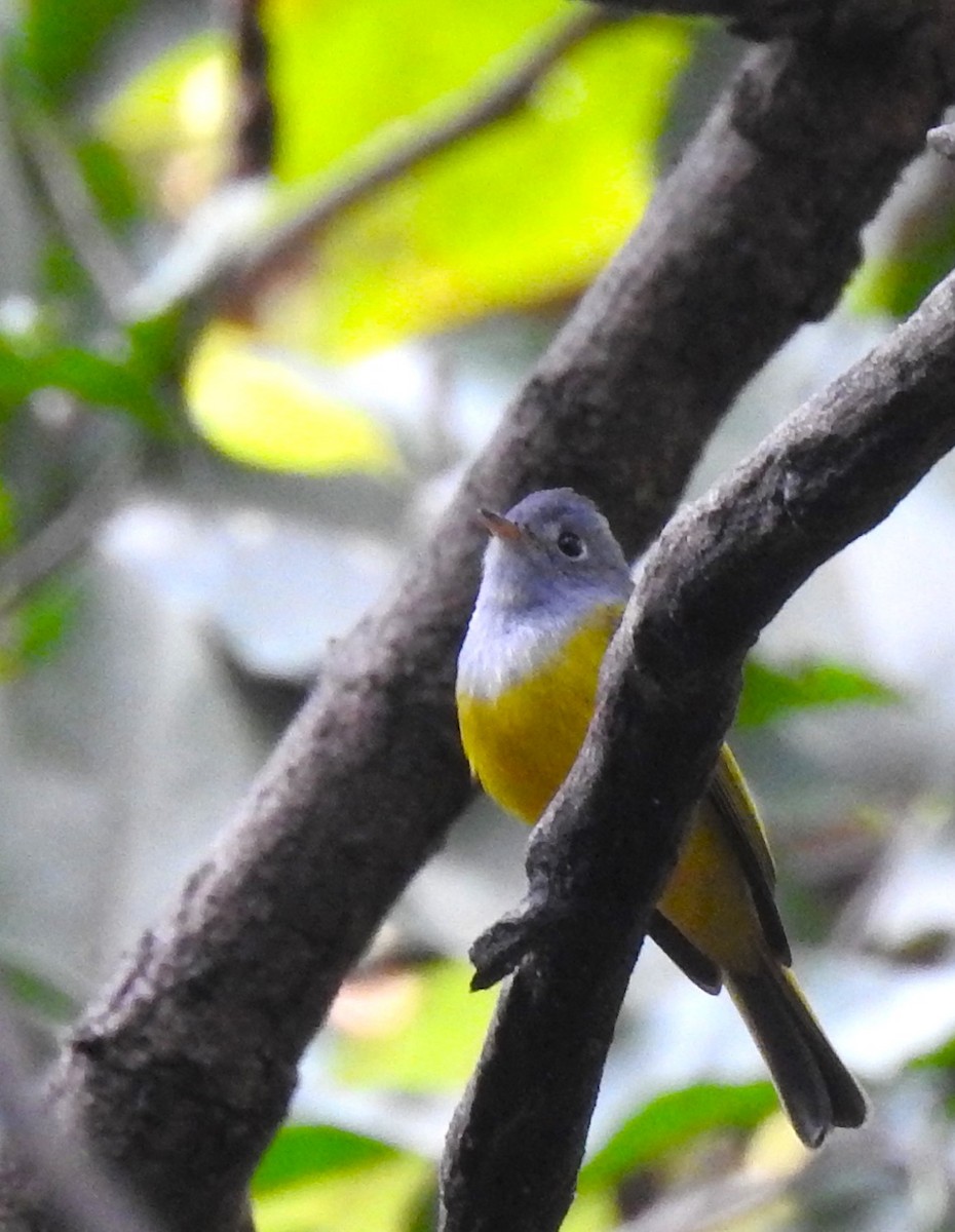 Gray-headed Canary-Flycatcher - ML613211563