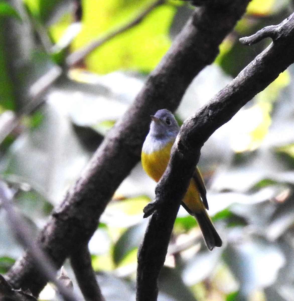 Gray-headed Canary-Flycatcher - ML613211564