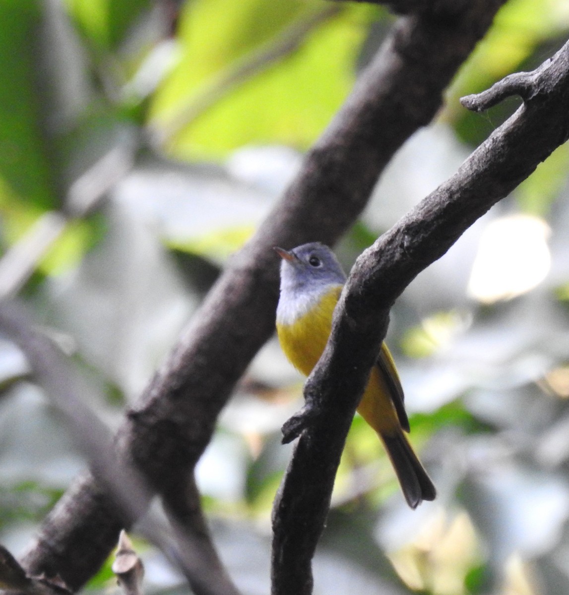 Gray-headed Canary-Flycatcher - ML613211612
