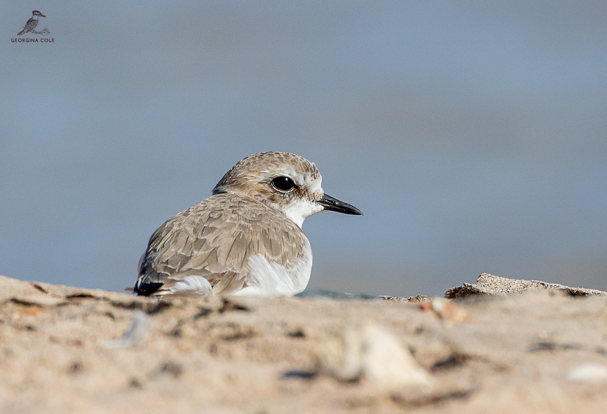 Kentish Plover - ML613211645