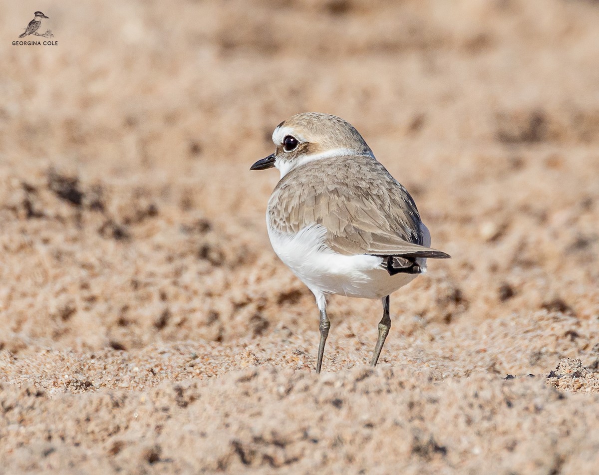 Kentish Plover - Georgina Cole