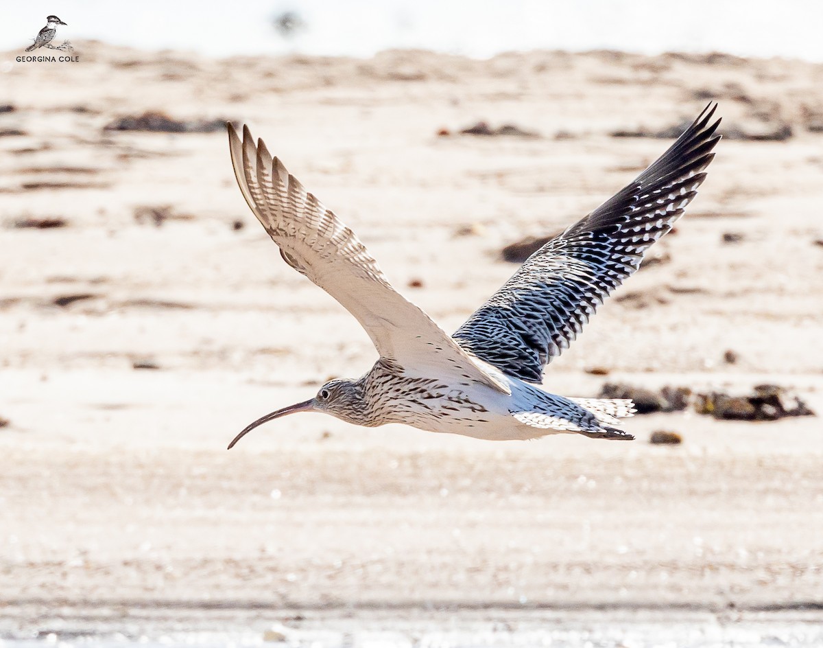 Eurasian Curlew - ML613211712