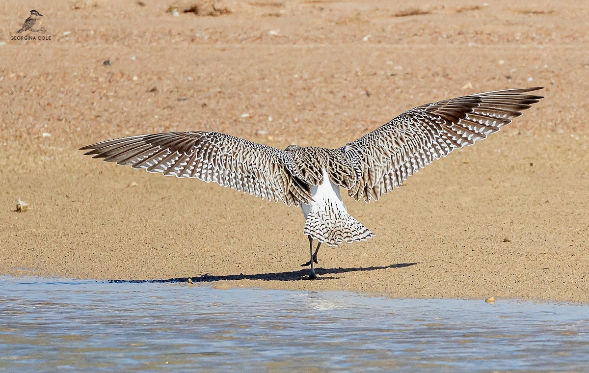 Eurasian Curlew - ML613211713