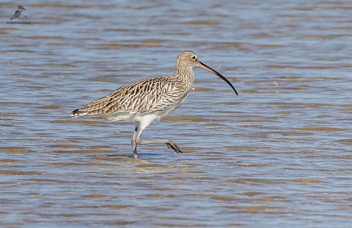 Eurasian Curlew - ML613211714