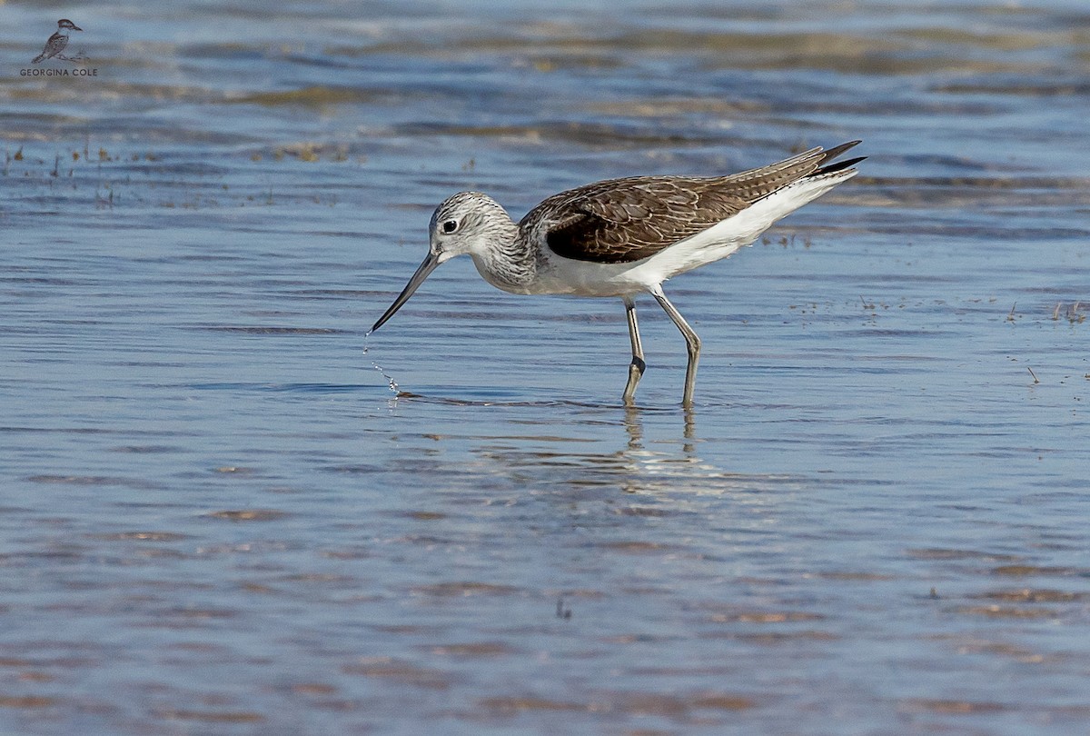 Common Greenshank - ML613211724