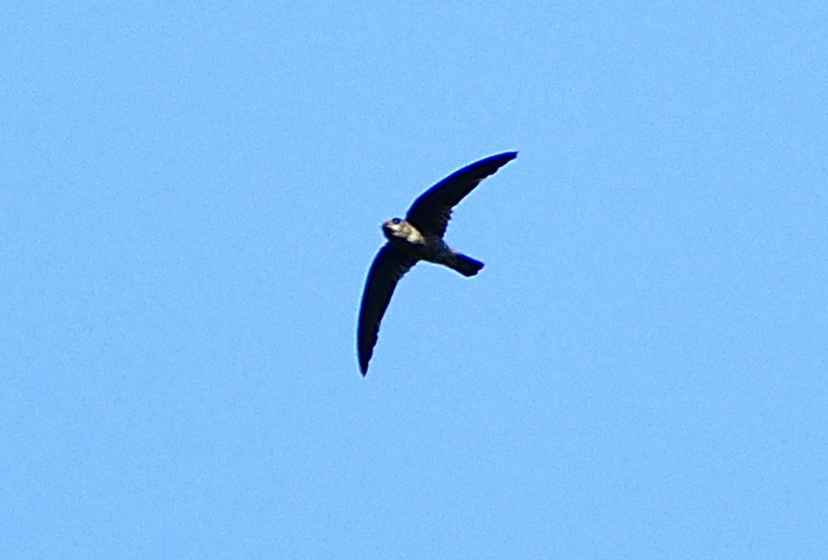 Plume-toed Swiftlet - ML613211743