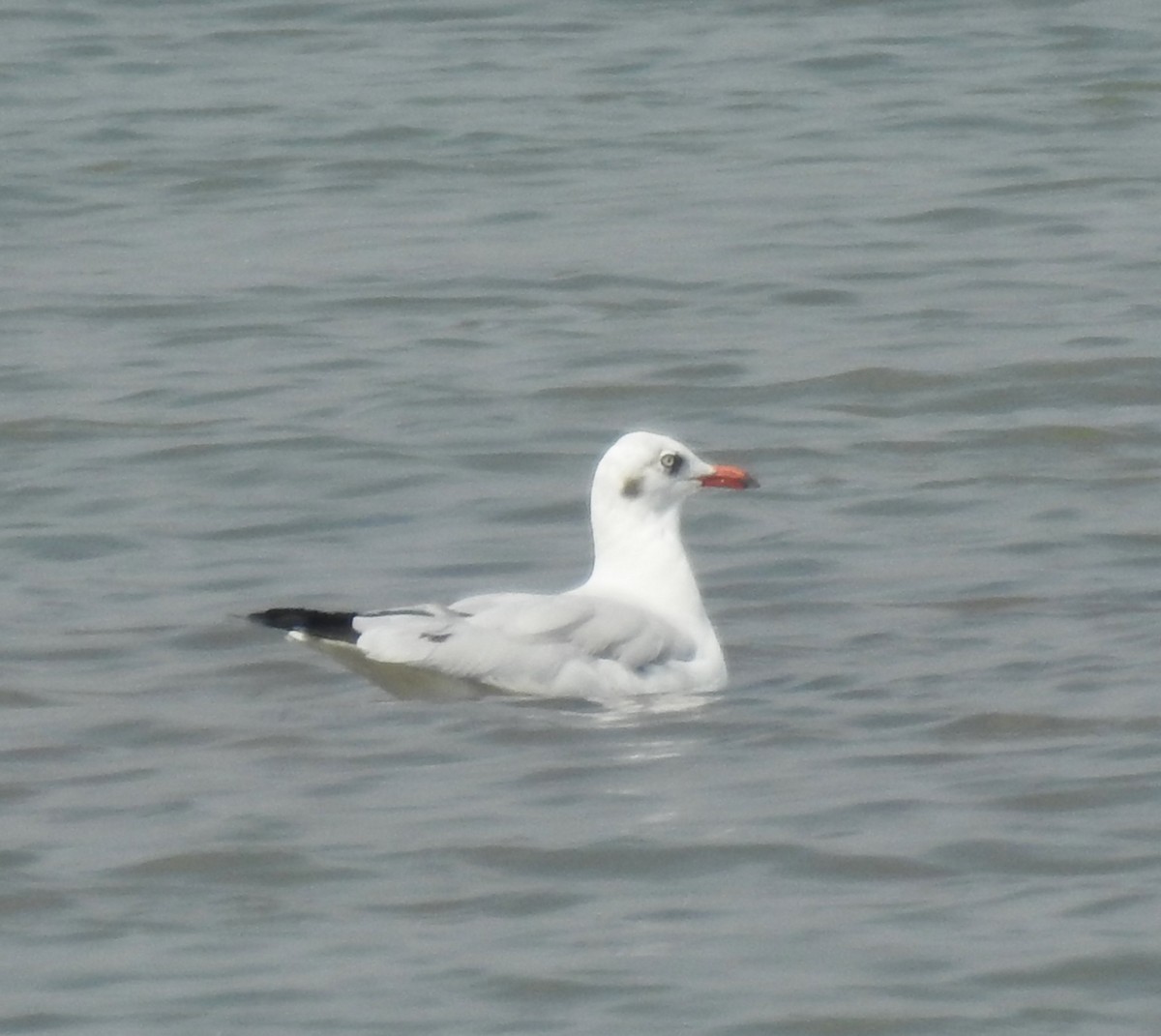 Brown-headed Gull - ML613211834