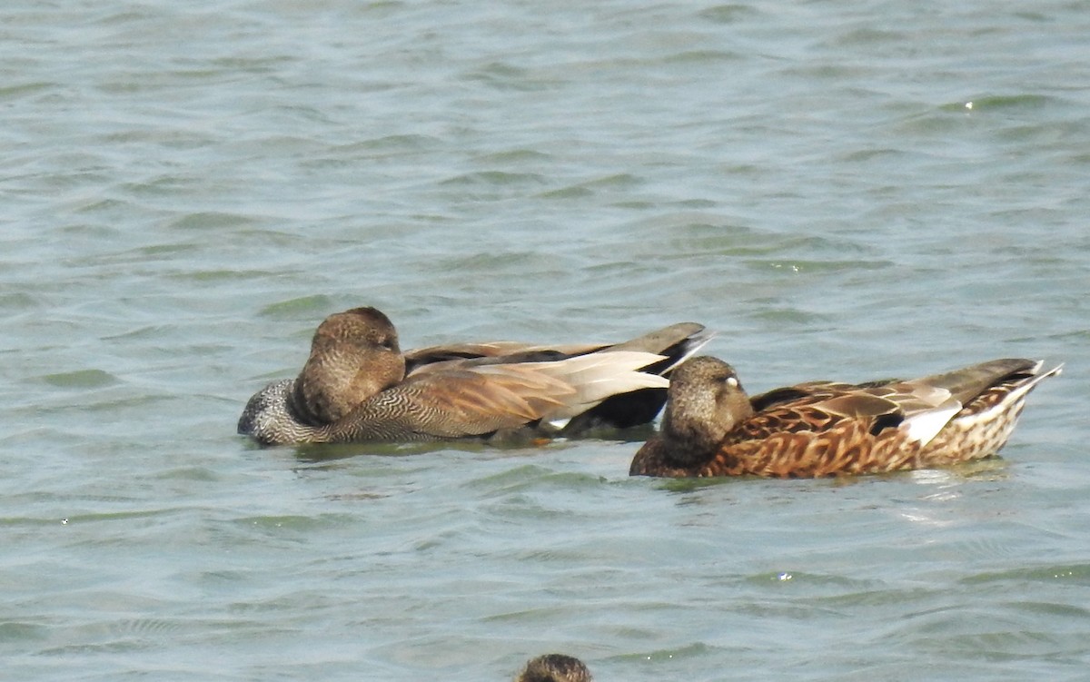 Gadwall - ML613211890