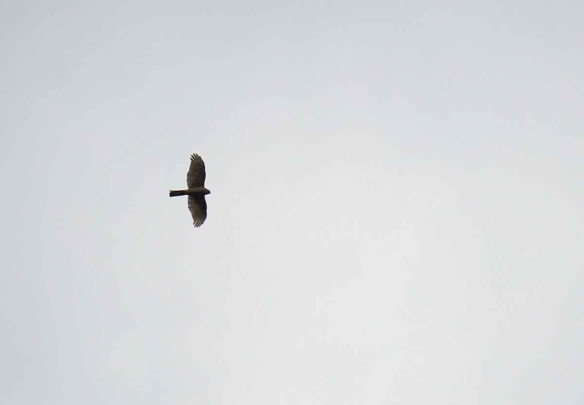 Eurasian Sparrowhawk - ML613211897