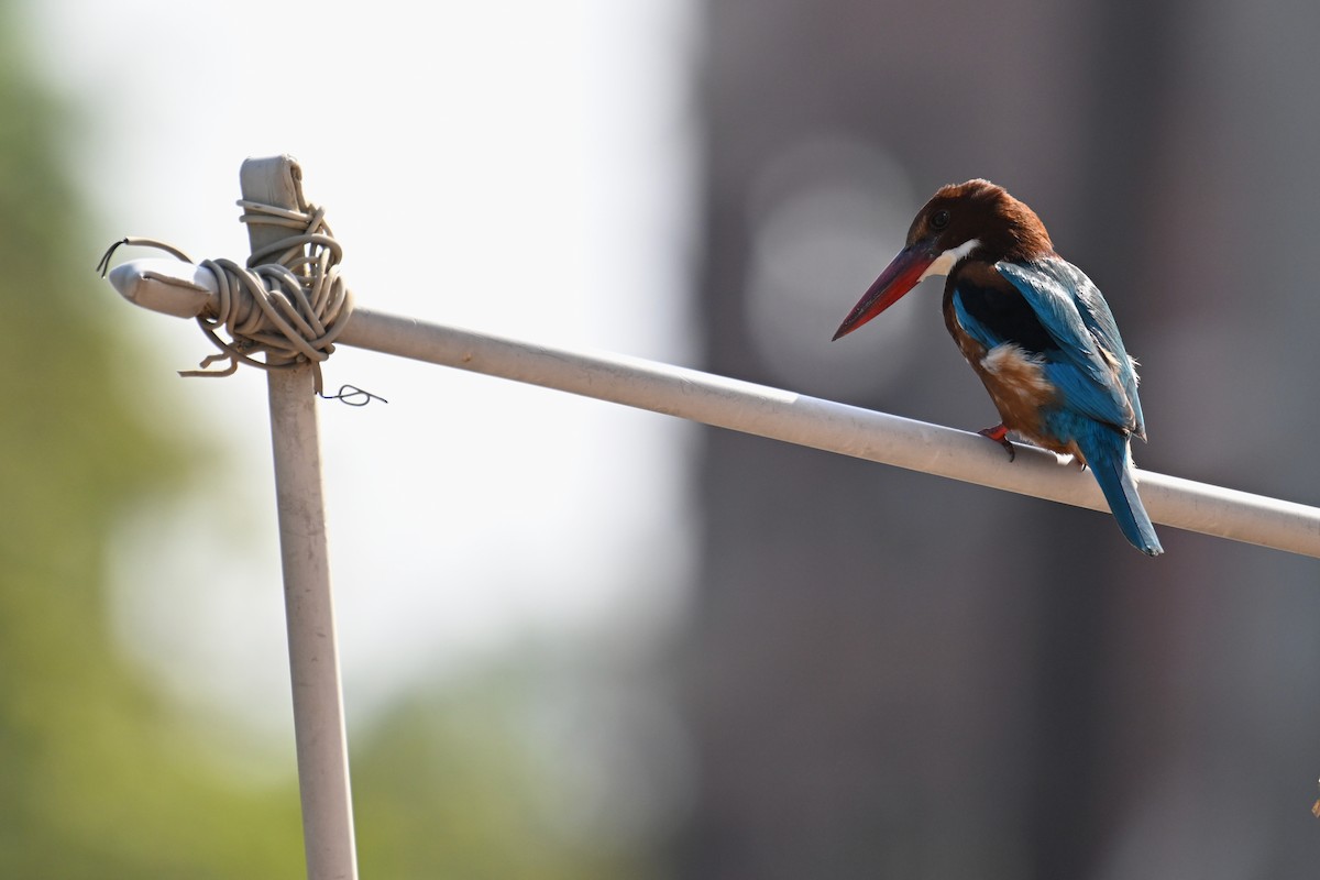 White-throated Kingfisher - ML613211937