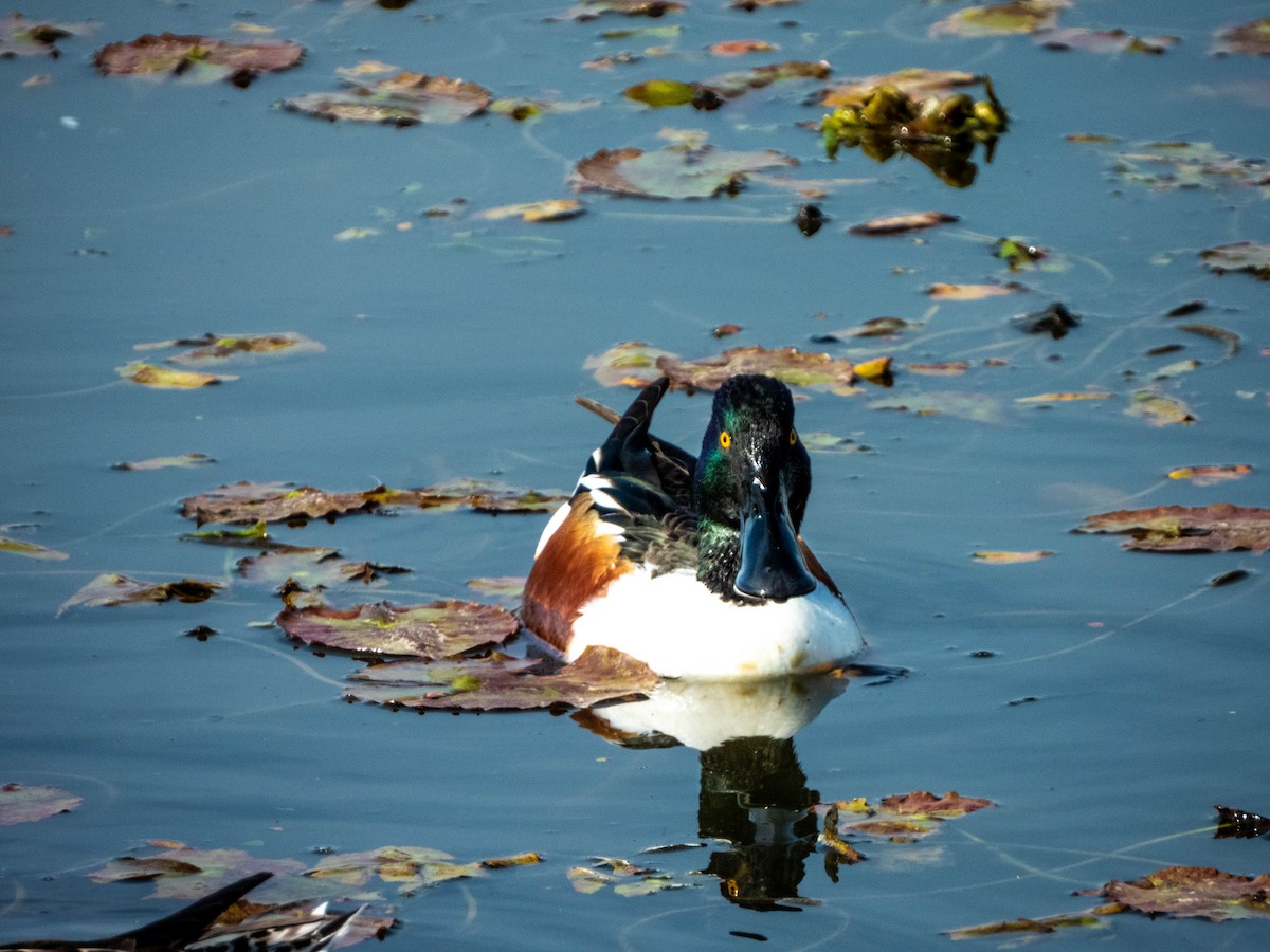 Northern Shoveler - ML613211956