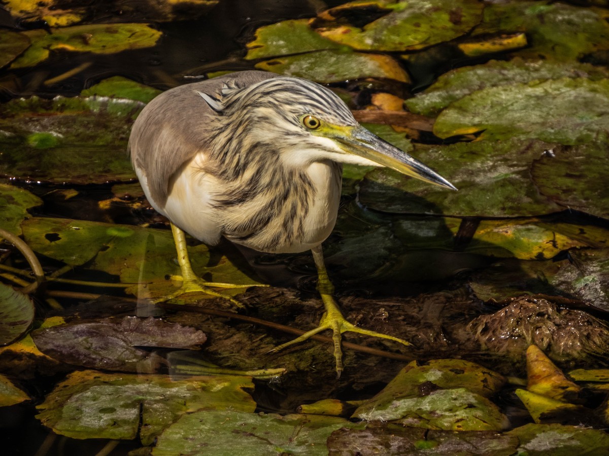 Little Bittern - ML613211979