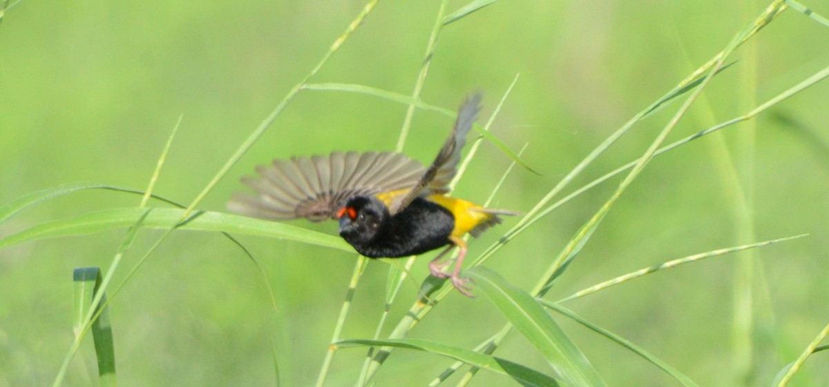 Fire-fronted Bishop - Bertina K