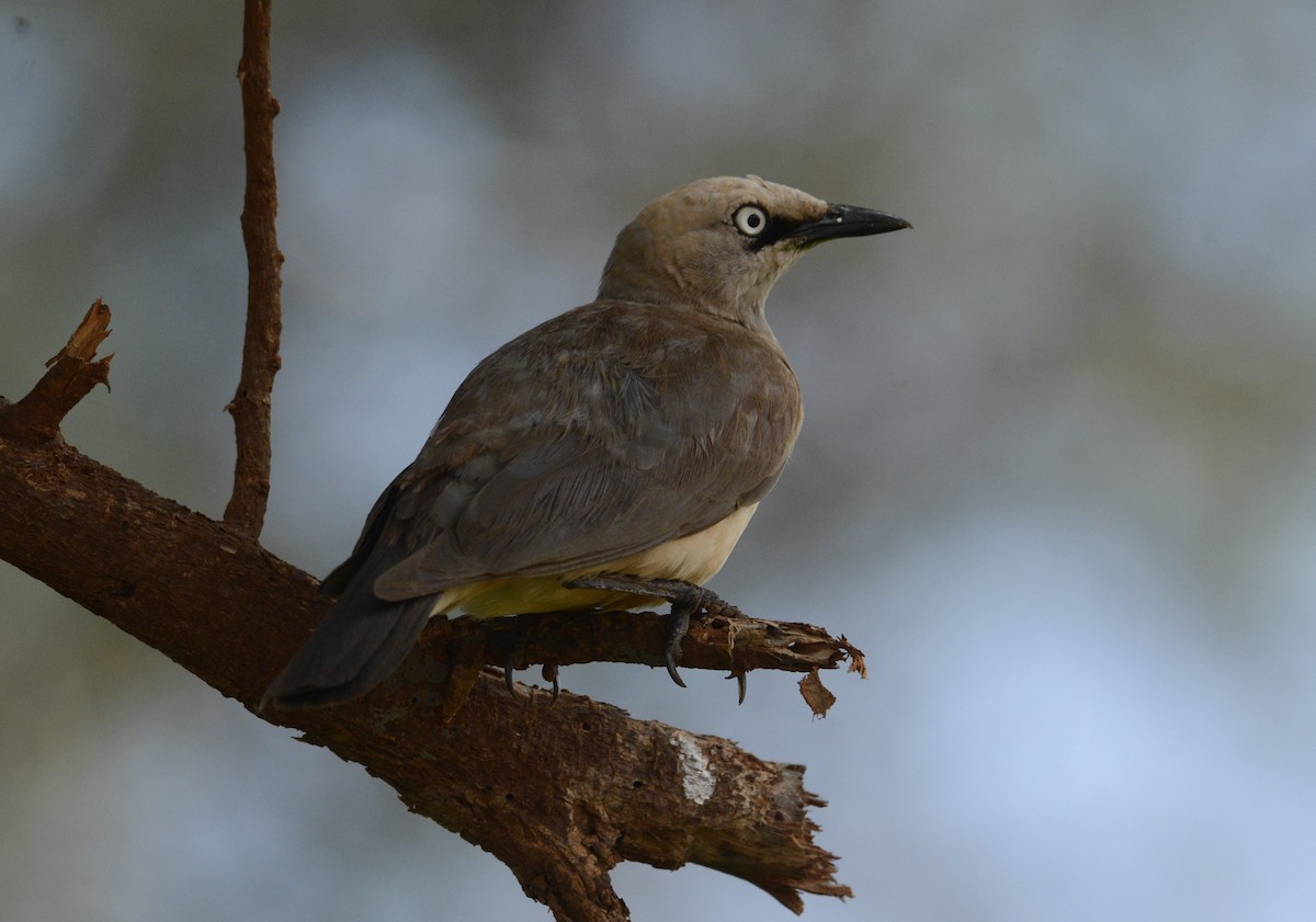 Fischer's Starling - ML613212055