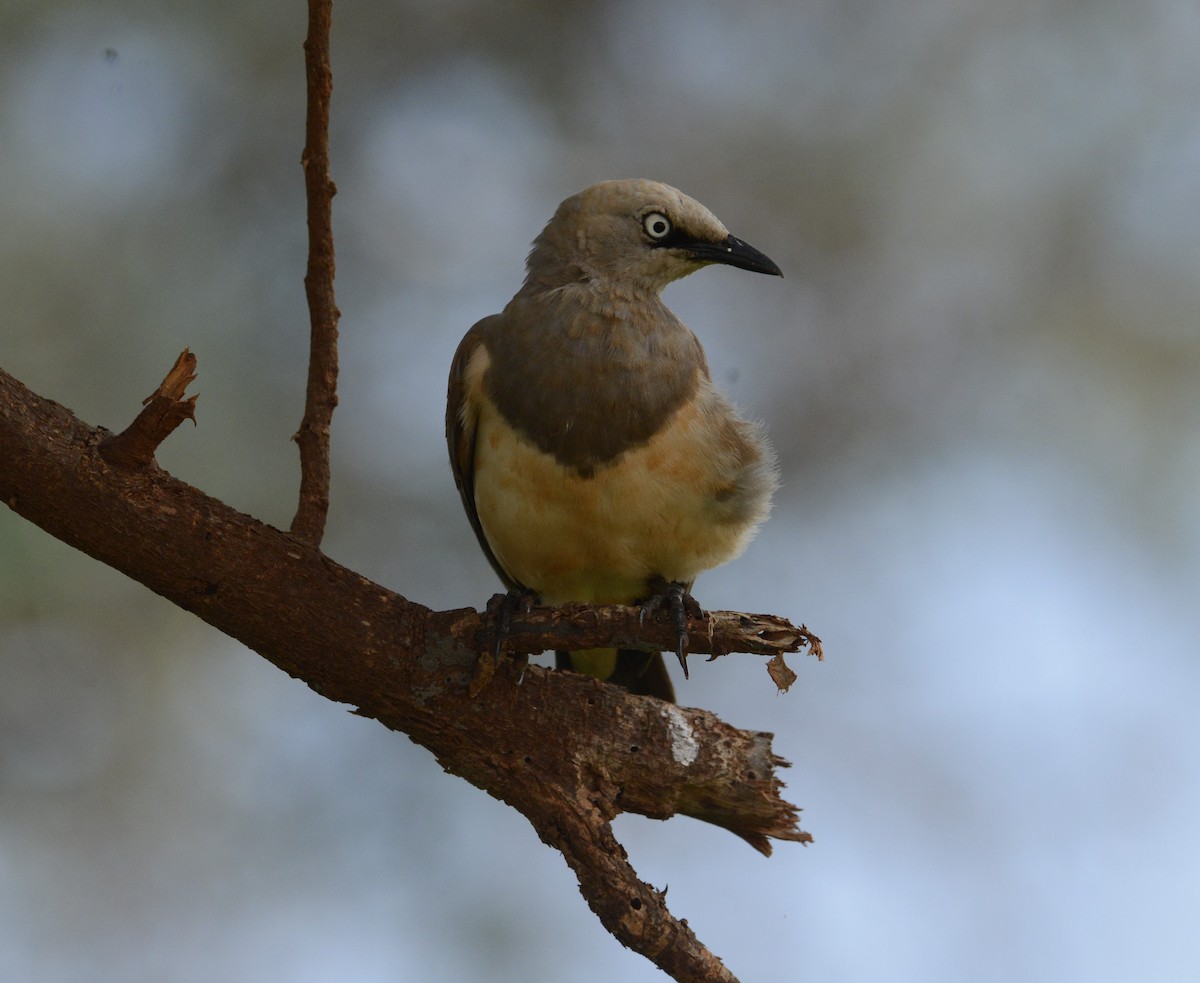 Fischer's Starling - ML613212057