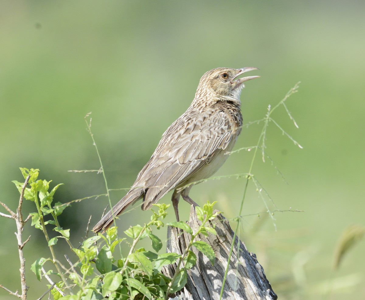 Red-winged Lark - Bertina K