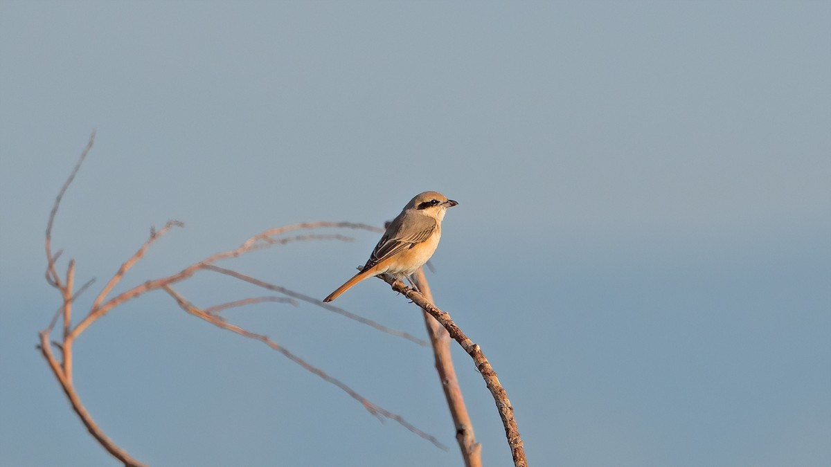 Isabelline Shrike - ML613212215