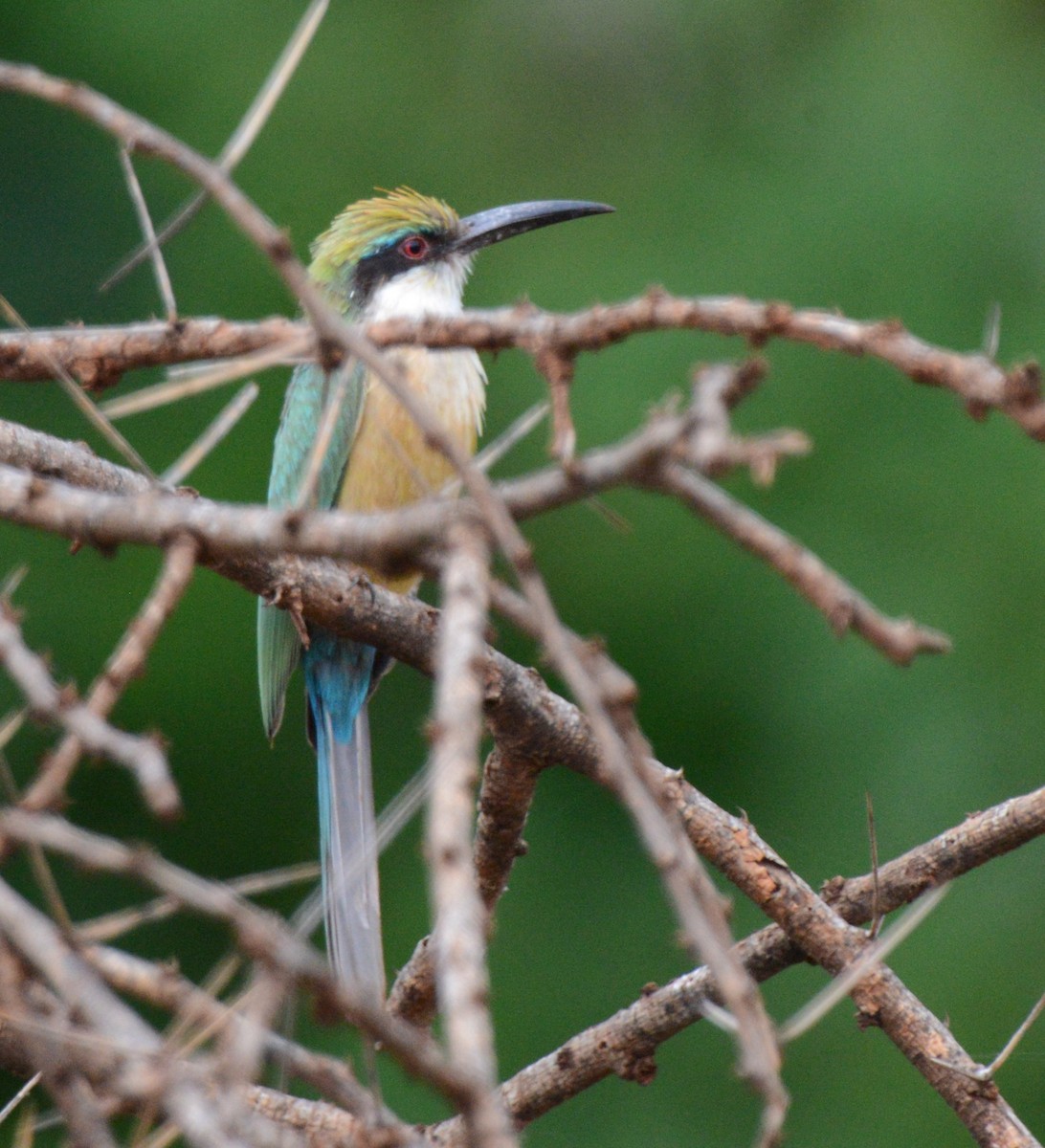 Somali Bee-eater - Bertina K