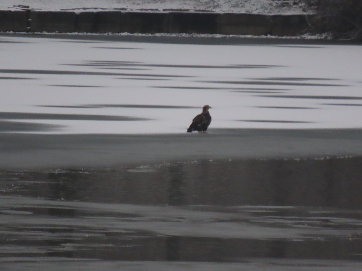 Bald Eagle - ML613212226
