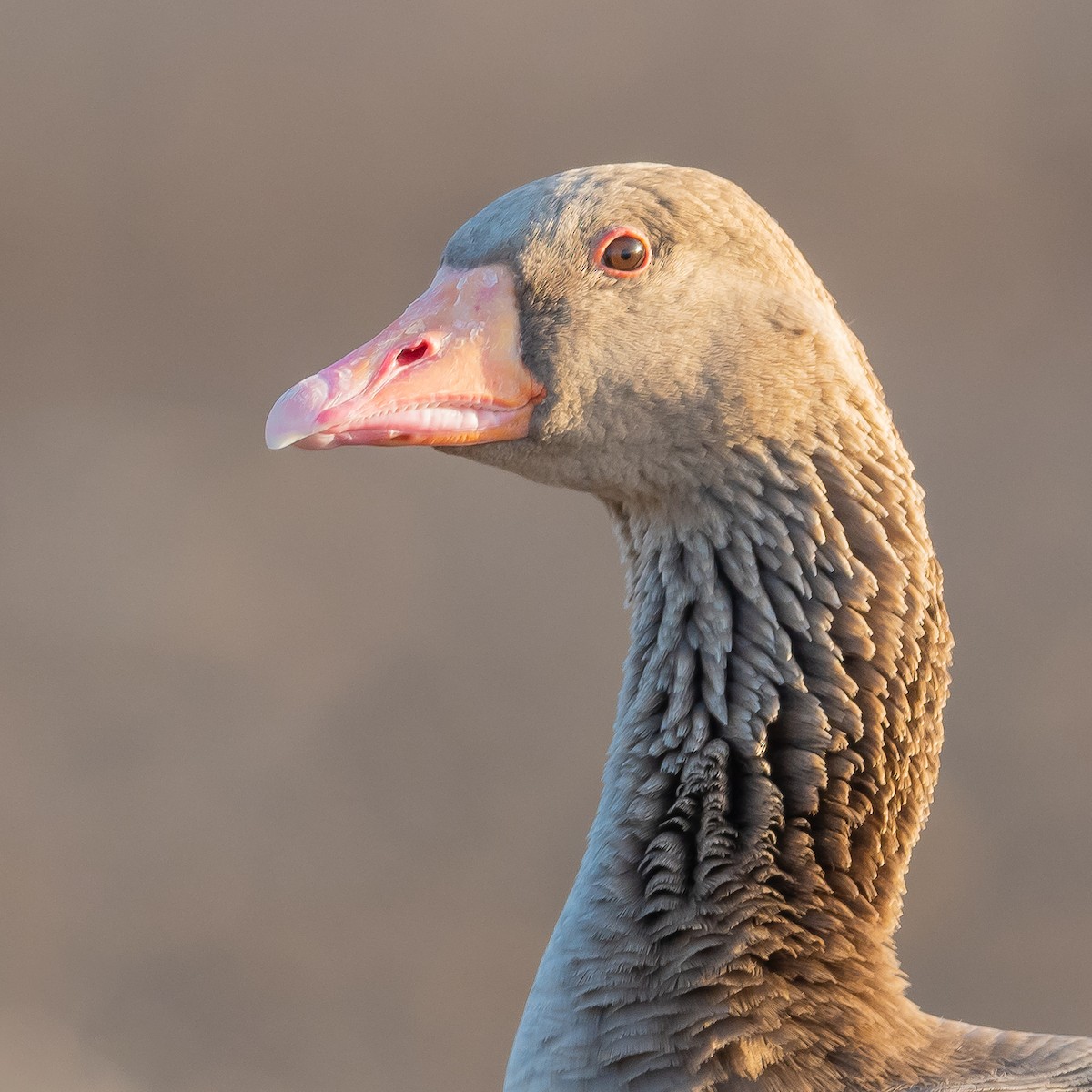 Graylag Goose (Domestic type) - ML613212373