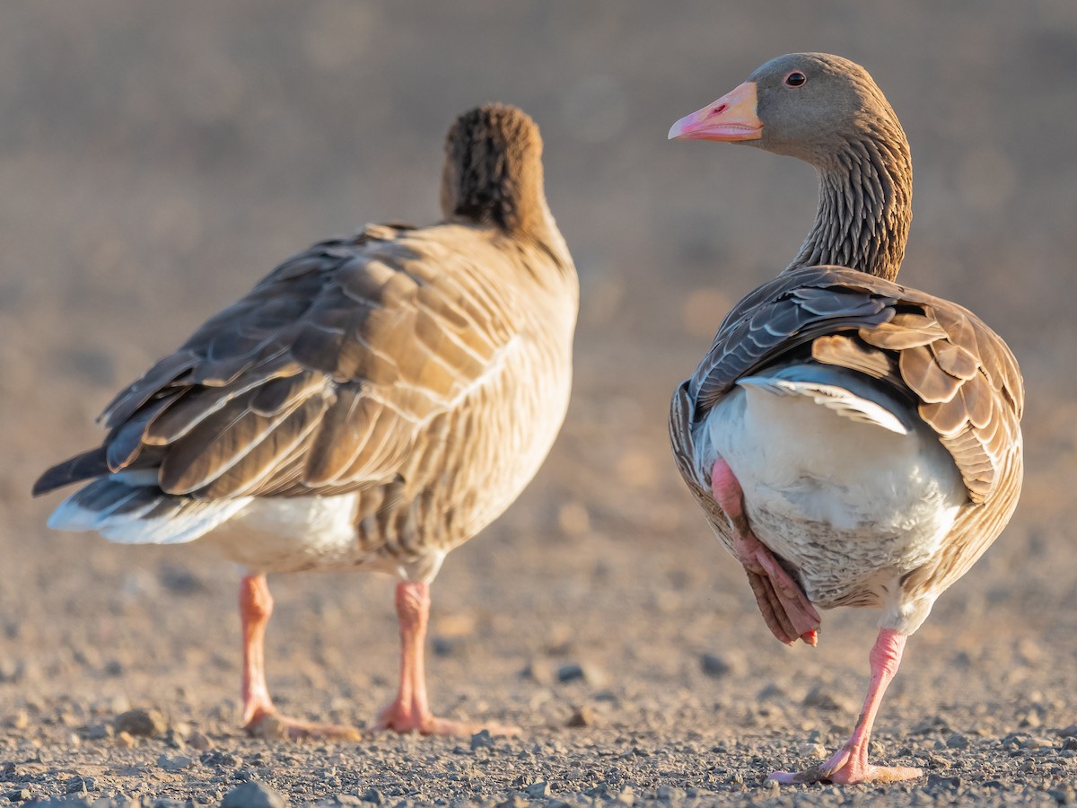 Graylag Goose (Domestic type) - ML613212376