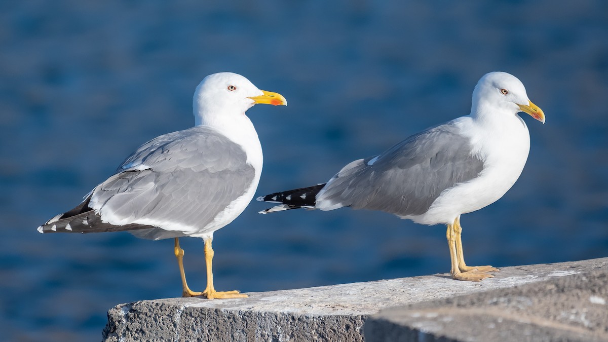 Yellow-legged Gull - ML613212389