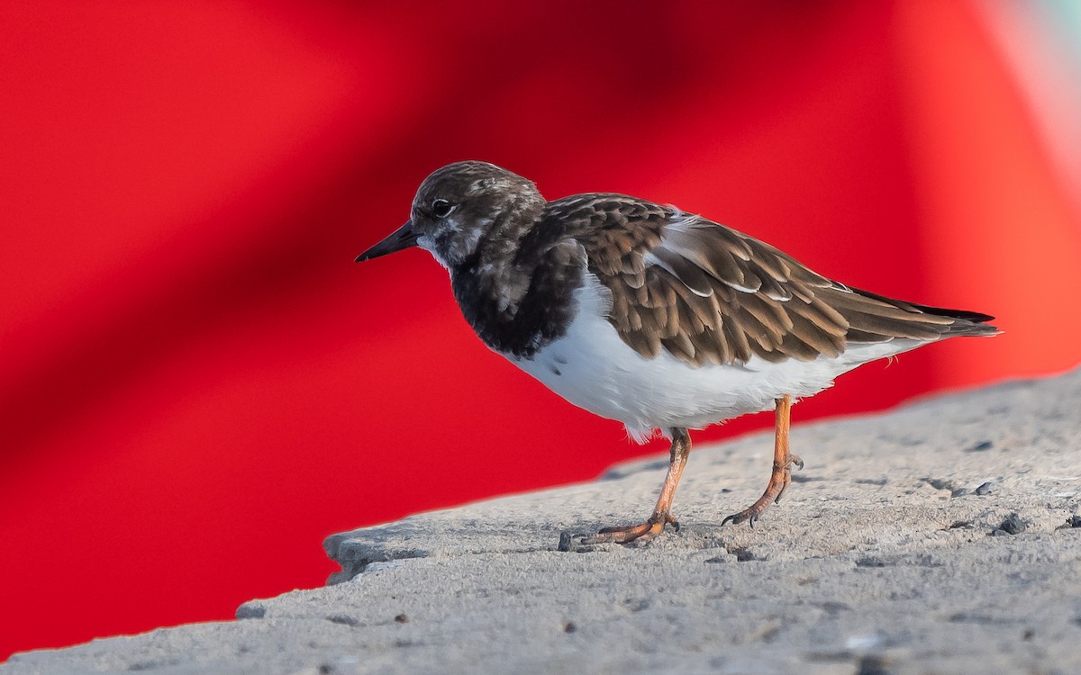 Ruddy Turnstone - ML613212397