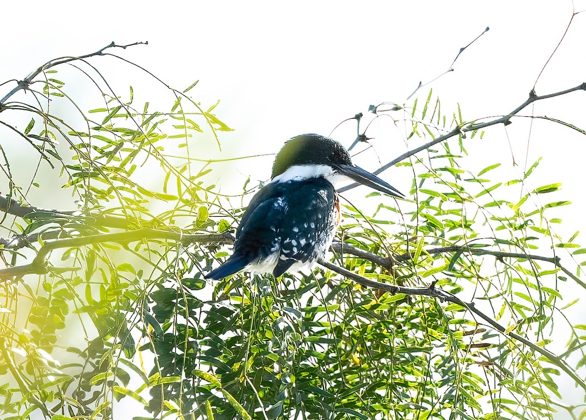 Green Kingfisher - ML613212515