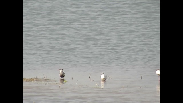 Black-bellied Tern - ML613212554