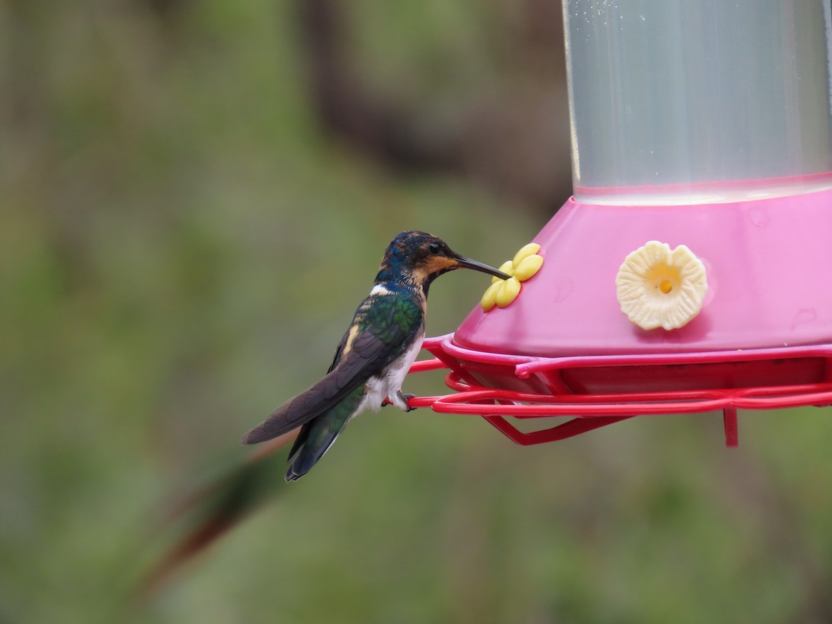 Colibrí Nuquiblanco - ML613212611