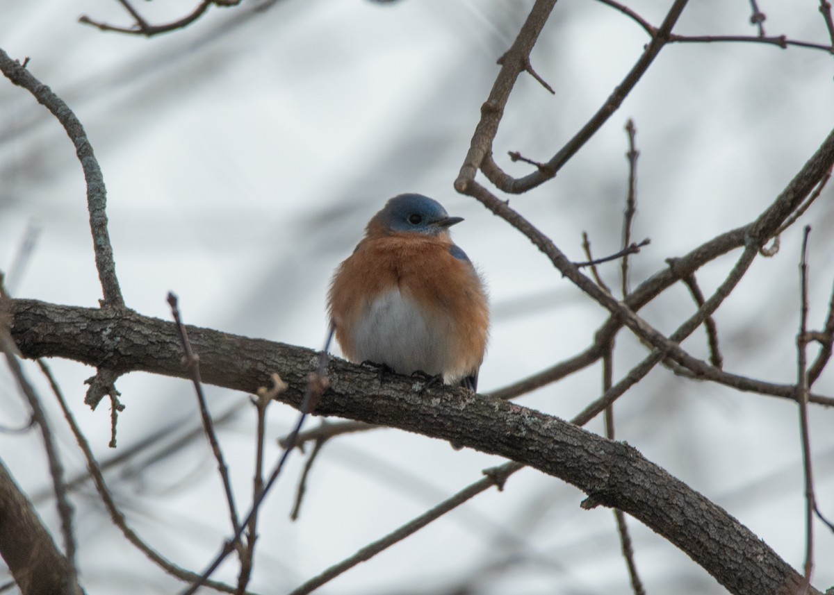 Eastern Bluebird - ML613212634