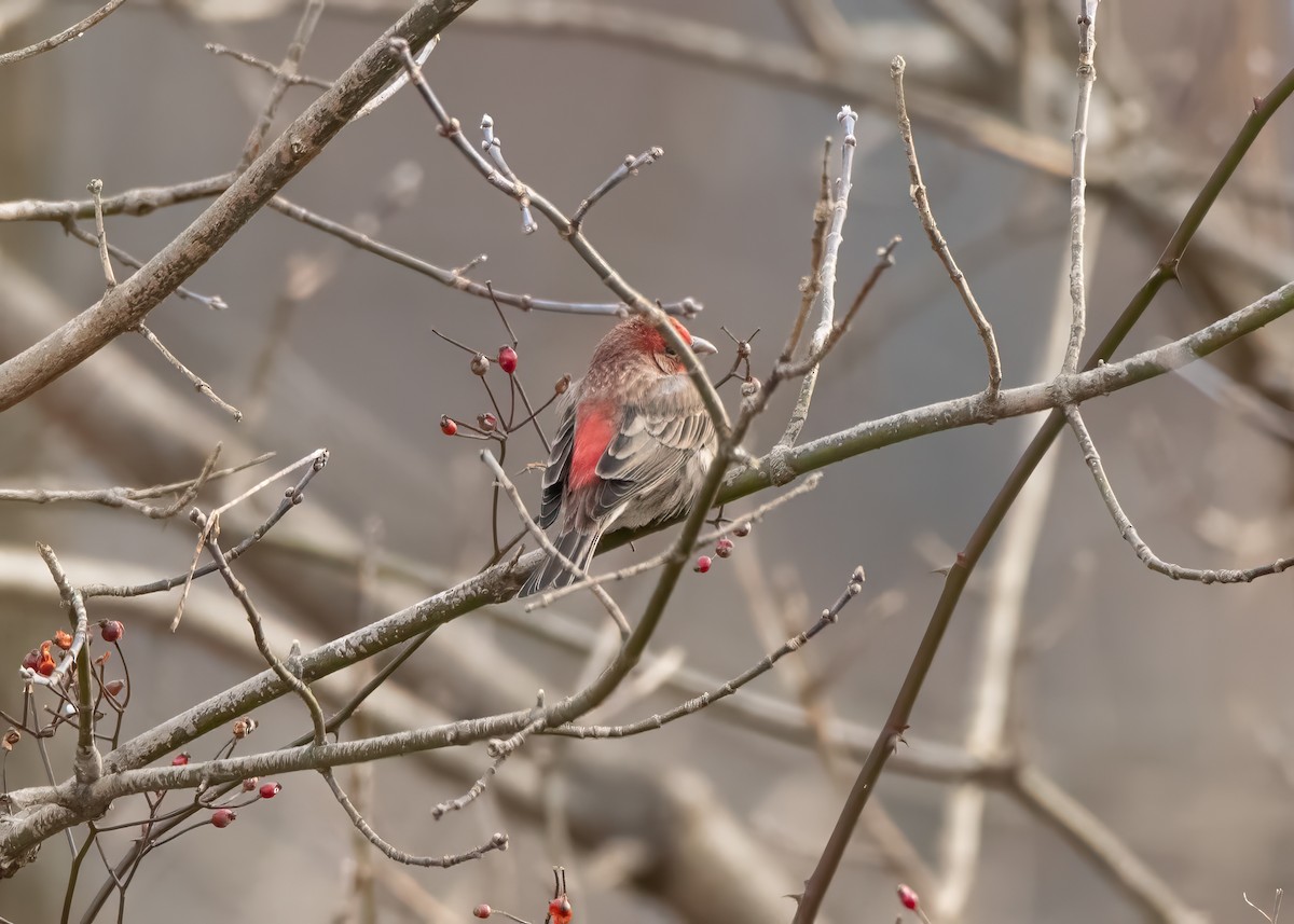 House Finch - ML613212656