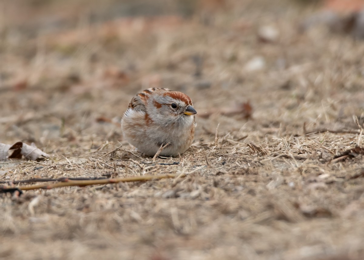 American Tree Sparrow - ML613212668