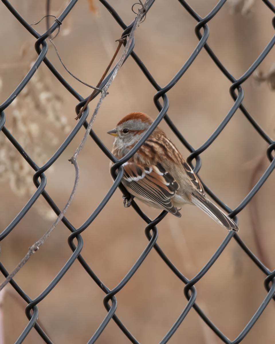 American Tree Sparrow - ML613212669