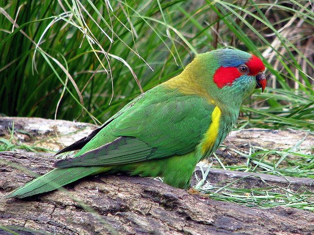 Musk Lorikeet - ML613212691