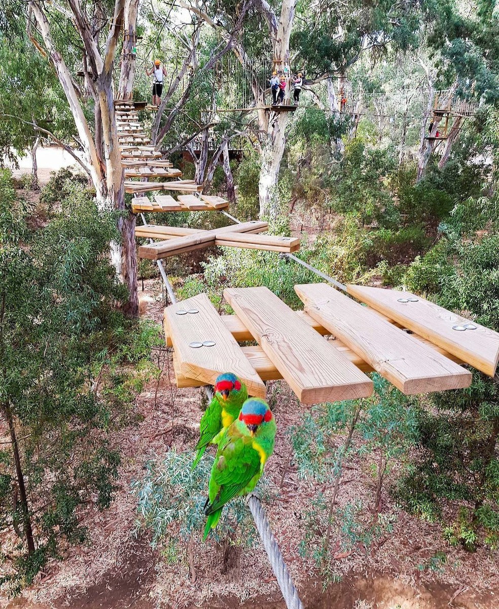 Musk Lorikeet - Diana Flora Padron Novoa