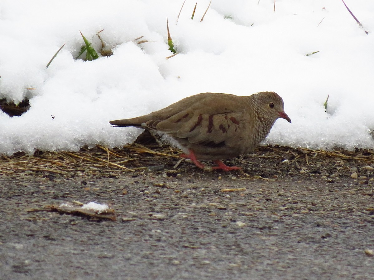 Common Ground Dove - ML613212710