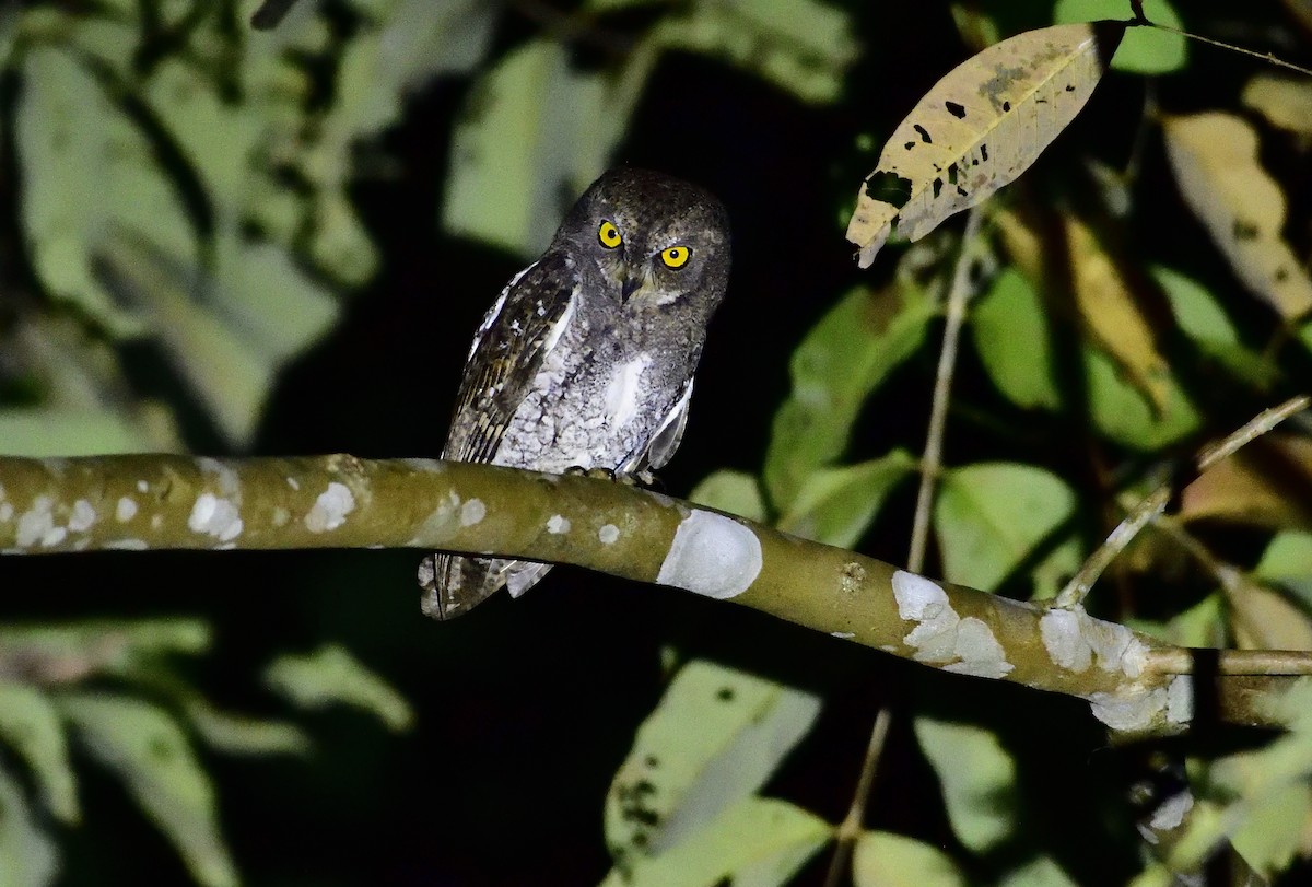 Oriental Scops-Owl (Walden's) - ML613212743