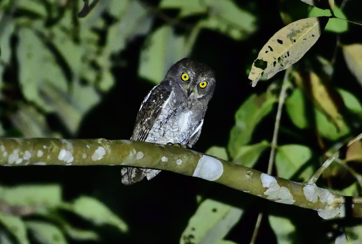 Oriental Scops-Owl (Walden's) - ML613212744