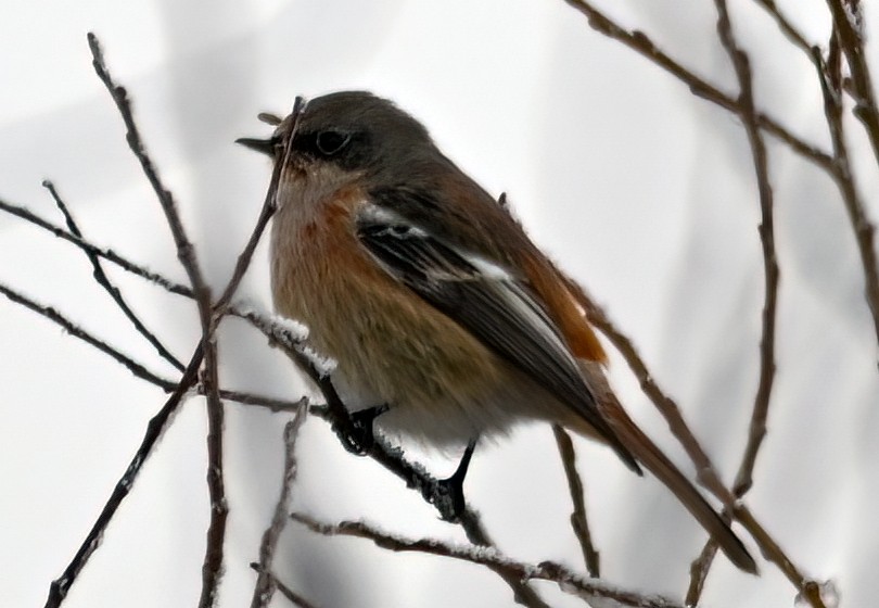 Rufous-backed Redstart - Robert Parker