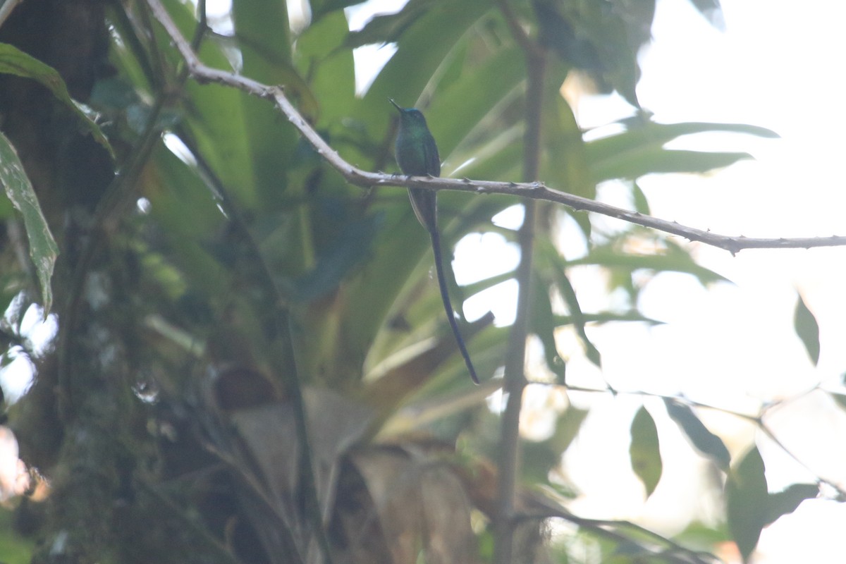 Long-tailed Sylph - Darwin Moreno
