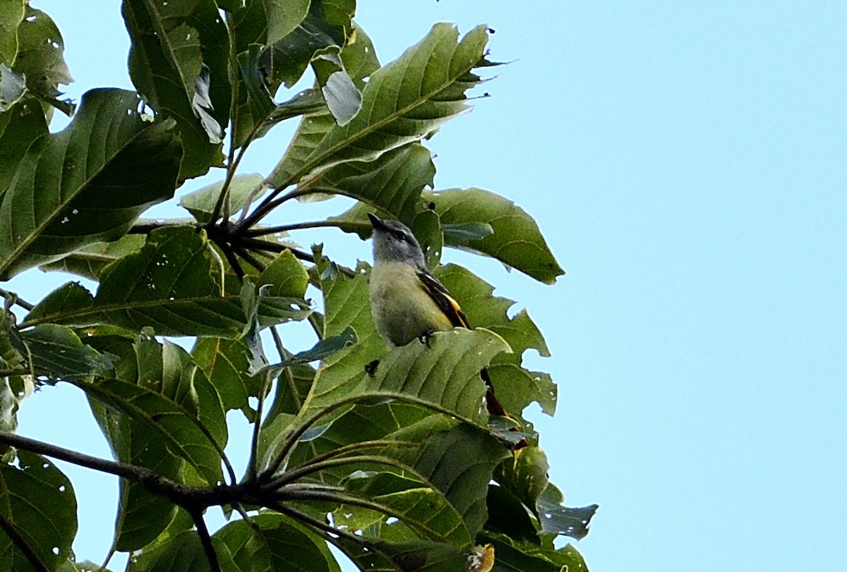 Zwergmennigvogel - ML613212809